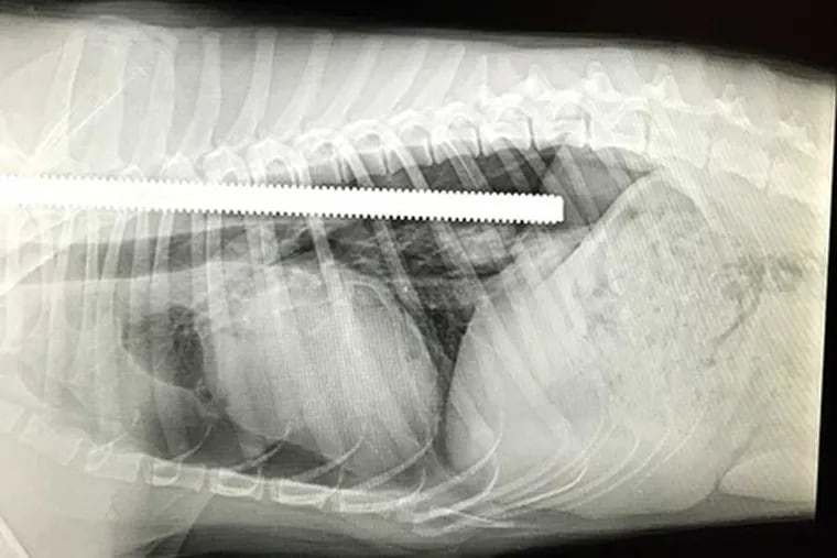 An X-ray depicts the length of a screw rod that was impaled into the poodle's chest cavity.