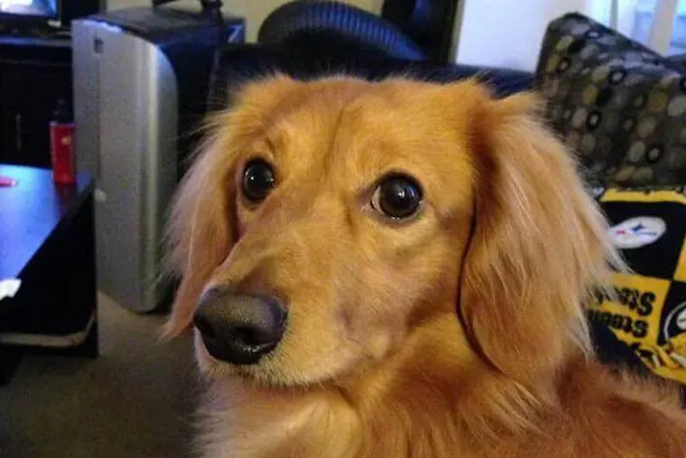 Ollie, one of two dachshunds that attacked the alleged masturbating intruder in Bensalem on Sunday night, disappeared after the hero dog fell out a second-floor window with the suspect, according to one of the canine's owners. (PROVIDED)
