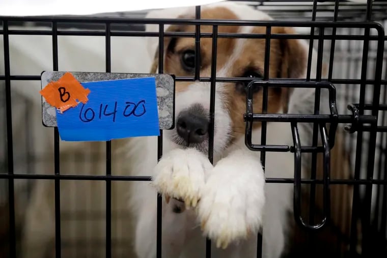 A Parson Russell terrier, one of many terriers confiscated from a property in Kingwood, N.J., sits in a kennel at St. Hubert's Animal Welfare Center after being treated Friday, June 14, 2019, in Madison, N.J. Law enforcement officers and animal welfare groups went to the Kingwood property Tuesday to remove the dogs, which were mostly Russell terriers. Officials said the animals seemed to have had limited human contact and minimal to no veterinary care. No charges have been filed, but officials say they're continuing to investigate.