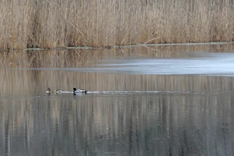 Ducks on the lake at the Unexpected Wildlife Refuge, which includes parts of Newfield Borough and Buena Vista Township.