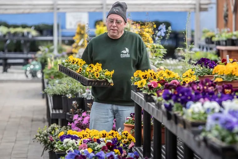 David Green, owner of shut-down Primex Garden Center in Glenside, deals with a tray of pansies as he and a few remaining employees, mostly family, are still watering and maintaining plants, hoping they will be able to reopen.