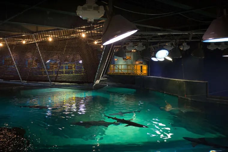 On Shark Bridge at Adventure Aquarium in Camden, visitors can walk the sturdy, V-shape, netlike rope bridge over Shark Realm, which features three breeds of shark and other sea creatures.