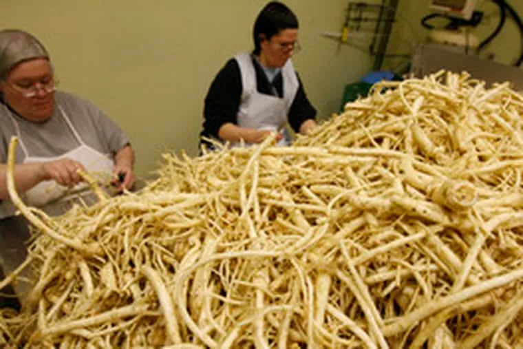 Robin Hinsdale (left) and Elizabeth Guazzo sort and scrape horseradish roots at Kelchner&#0039;s in Dublin, Pa. The bracing condiment has been processed there since 1938.