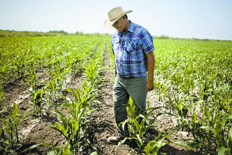 Agronomist Tiburcio Olia, 62, walks in a cornfield near Ciudad Obregon in northern Mexico.