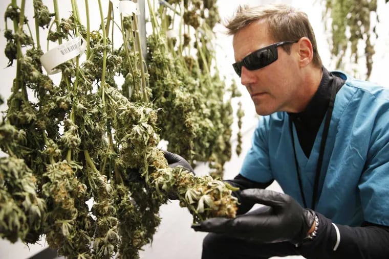 AltMed's Todd Beckwith inspects harvested flower in one of the drying rooms at the company's medical marijuana growhouse in Tampa Bay. MainLine Investment Partners of Wynnewood invested $10 million into AltMed in April 2018. Photo: Rich Schineller / AltMed