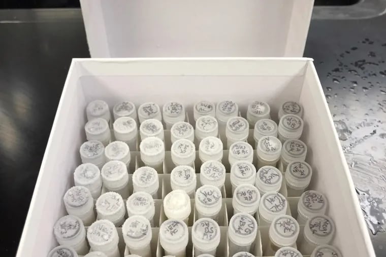 Frozen wastewater samples from the omicron surge in winter 2022 stored at Temple University to analyze the presence of COVID-19, because the city didn't have a wastewater testing program in place at the time.