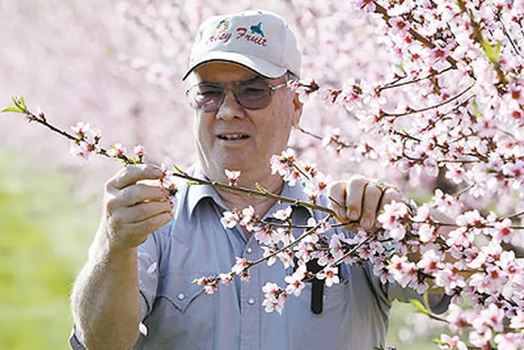 Doug Zee, 68, a third generation farmer, examines peach blossoms at Zee Orchards in Richwood, N.J. (Michael S. Wirtz / Staff Photographer)
