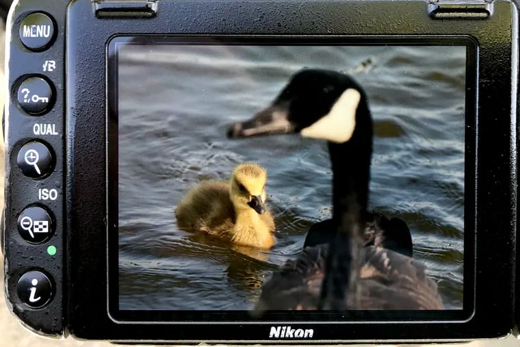 May 10, 2021: An unusual "only child" gosling spotted along the Cooper River in Pennsauken.