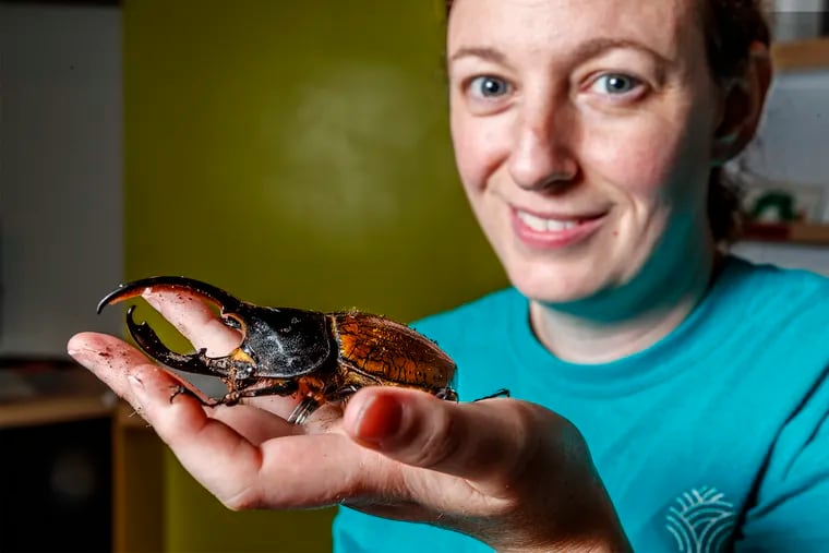 At the Academy of Natural Sciences, invertebrate specialist Karen Verderame holds a Hercules Beetle, one of the types of weird, large insects that require federal government permits to own.