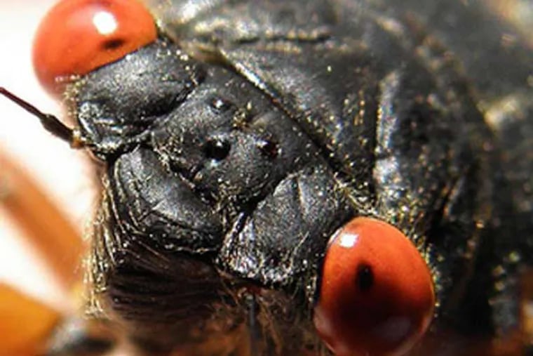 A Brood II cicada, which emerges from the ground as a nymph every 17 years. (Photo: Cicadamania.com)