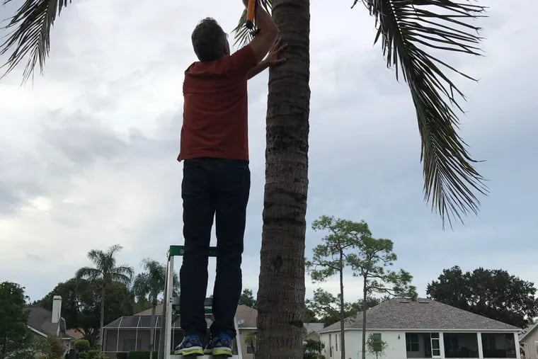 Mark Schellenger, a lifelong Pennsylvanian and former Radnor High School principal, prepares for Hurricane Irma outside of a friend’s house in Fort Meyers on Saturday, by “attempting to get coconuts down so they don’t become cannonballs,” he said.