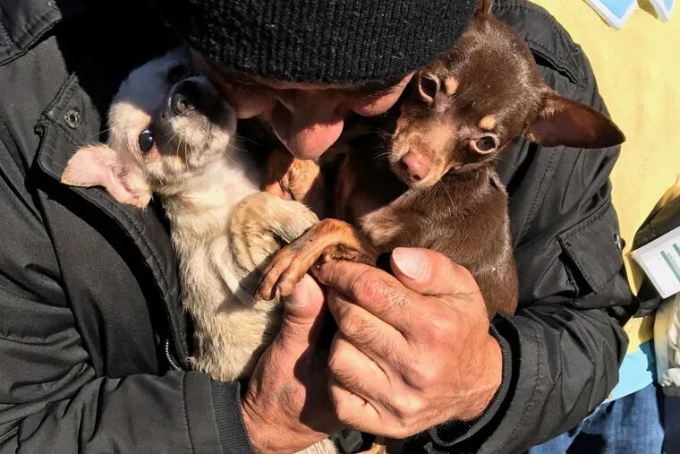 Two of the three dogs that survived a North Philly house fire on Nov. 23.