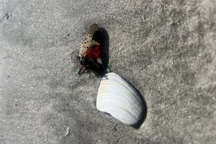 A spotted lanternfly on the beach in Ventnor, N.J. on Sept. 12, 2023.