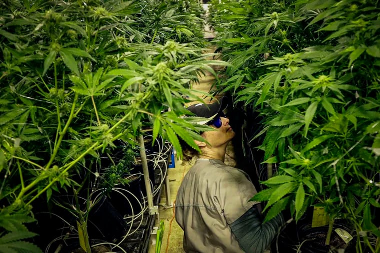 This photo from March 22, 2019, shows grower Heather Randazzo trimming leaves of marijuana plants at Compassionate Care Foundation's medical marijuana dispensary in Egg Harbor Township, N.J. A planned referendum in the Garden State could accelerate efforts to legalize recreational marijuana.