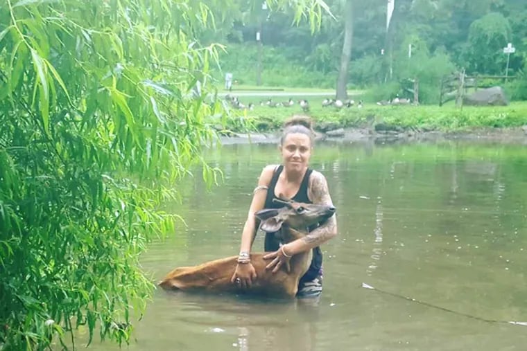 Nicole Boyd, wife of celebrity Bam Margera, attempts to rescue a deer from a pond on their Chester County property.