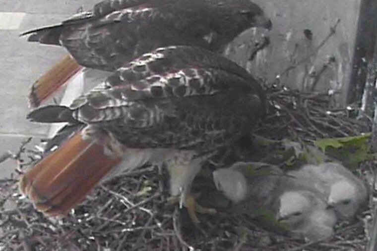 Two of the three youngsters, seen here shortly after their birth last year, died earlier this month after flying into windows at the Moore College of Art, just around the corner. The third was found Tuesday morning on the ground next to the Benjamin Franklin Parkway. (Franklin Institute)