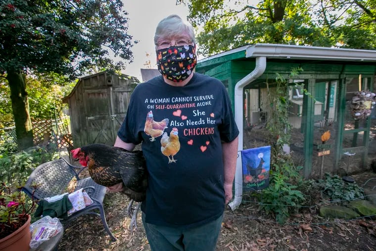 Gwenne Baile, affectionately known as 'The Chicken Lady of South Jersey,' tends a small flock outside her home in Haddon Township, Camden County. She's holding a hen named Sandie.