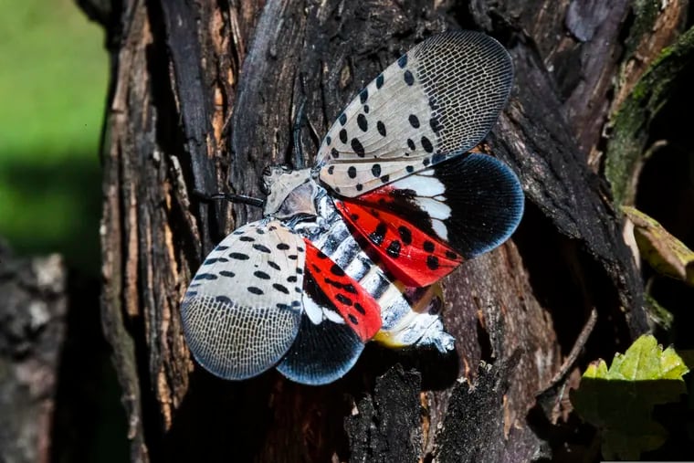 This September 2019 photo shows a spotted lanternfly at a vineyard in Kutztown, Pa.