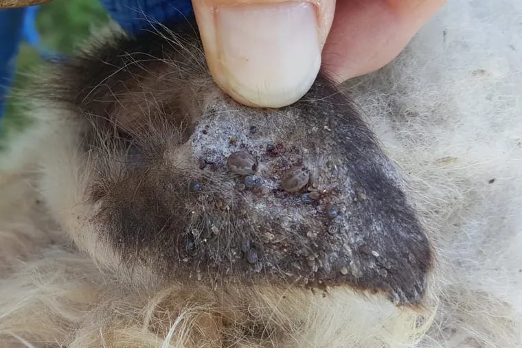 The longhorned tick (H. longicornis), an invasive species from East Asia that's a threat to livestock, has been confirmed to have survived the harsh winter in New Jersey. Its seen here after infesting a sheep in Hunterdon County.