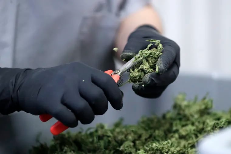 In this Friday, March 22, 2019 photo, Paige Dellafave-DeRosa, a processing supervisor at Compassionate Care Foundation's medical marijuana dispensary in Egg Harbor Township, N.J., clips leaves off marijuana buds.