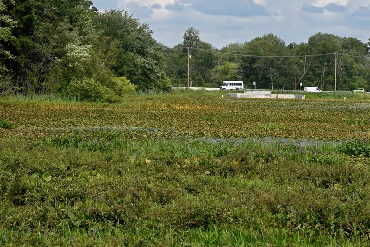 Anchor Lake looking east toward the White Horse Pike in Winslow Township. Helene and Dennis Ehrke and other local residents are concerned about the overgrowth of vegetation in what was once a scenic spot for canoeing and fishing. The lake is privately owned.