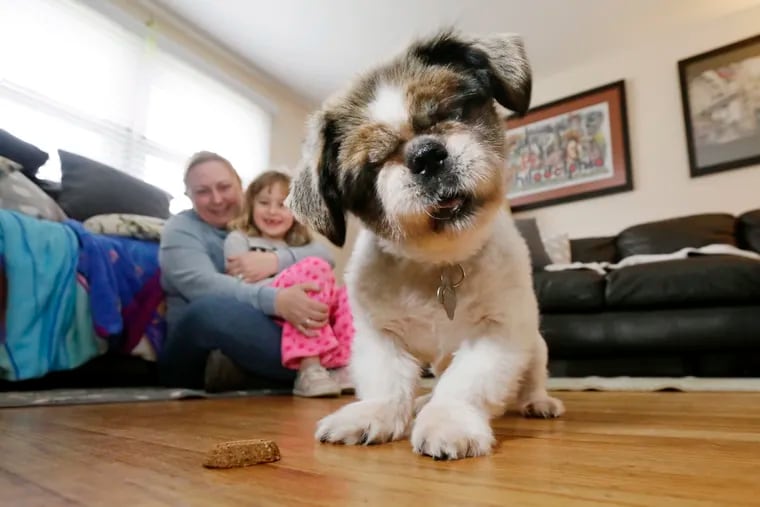 Lucie Greco (left) and her daughter Isabella, 7, laugh as their 14-year-old Pekinese "Chester" plays with a treat in their Malvern, Pa. home on November 18, 2018.