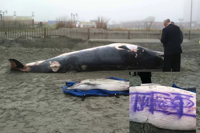 The dead whale was discovered at about 8 a.m. near the city Boardwalk's Central Pier. Someone had sprayed graffiti on its side prior to its discovery. Police have yet to determine what the letters represent. (Courtesy of NBC 40 News)
