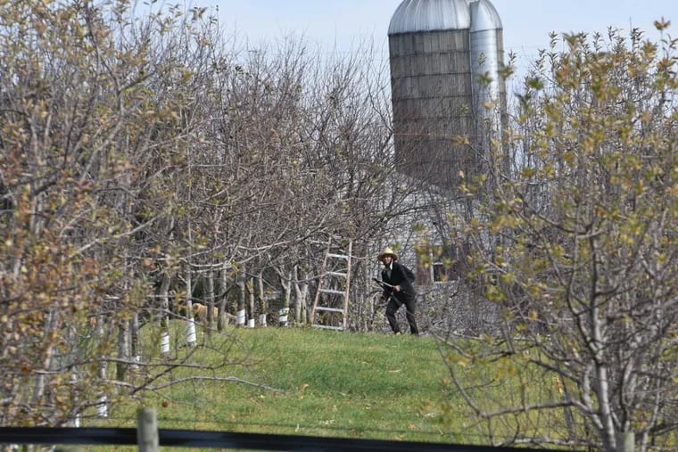 Amish farmer Elias King trims trees in his orchard at his Green Ridge farm Thursday, Dec. 1, 2016.in Parksburg, Pa.