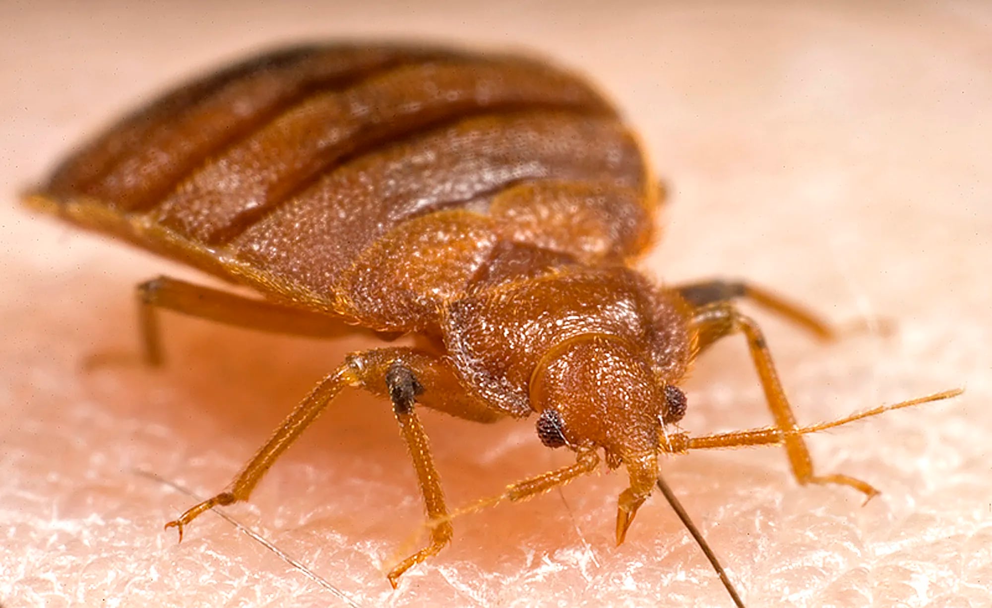 Adult bed bug in the process of ingesting a blood meal from the arm of a “voluntary” human host. The common bed bug is a wingless, red-brown, blood-sucking insect that grows up to 7 mm in length and has a lifespan from 4 months up to 1 year. Bed bugs hide in cracks and crevices in beds, wooden furniture, floors, and walls during the daytime and emerge at night to feed on their preferred host, humans. (Photo: Piotr Naskrecki / CDC  / Harvard University, 2006)