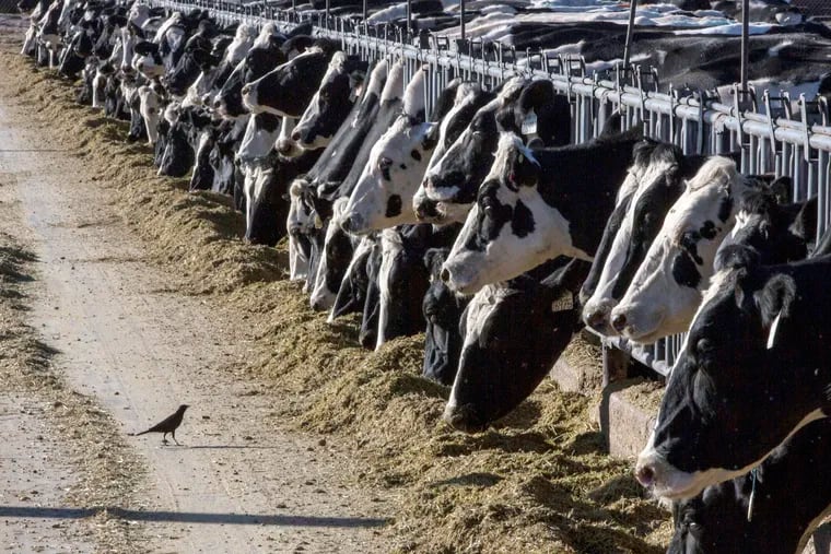 Eight states are dealing with an outbreak of avian flu among cattle herds, but Pennsylvania has not seen the disease yet, experts say. Shown here are dairy cattle at a farm near Vado, N.M. in March 2017.