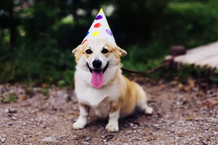 Knowing your pet's age is useful for much more than just party planning.