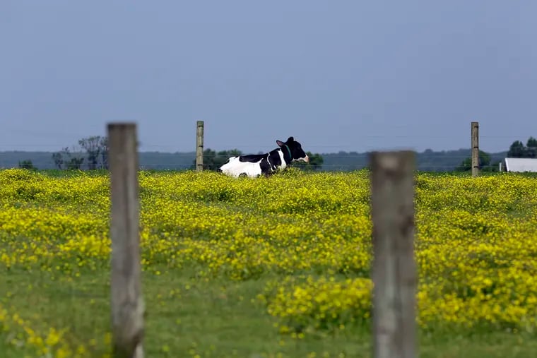 In this file photo, a cow rests in a field in Lancaster County. U.S. News & World Report has crowned the Lancaster metro area as the best place to retire in its 2022-2023 rankings.
