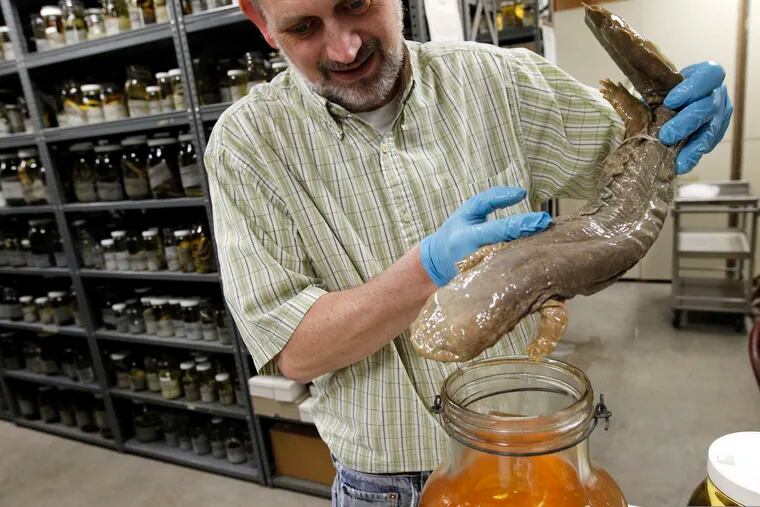 FILE - In this March 23, 2012, file photo, Ned S. Gilmore, collections manager of vertebrate zoology, shows a hellbender salamander in the collection at the Academy of Natural Sciences in Philadelphia. The Pennsylvania Senate renewed its push Monday, Feb. 4, 2019, to make a slimy and unsightly salamander the state's official amphibian in an effort to highlight the plight of a creature whose numbers researchers say are declining rapidly because of pollution in rivers and streams. (AP Photo/Alex Brandon, File)