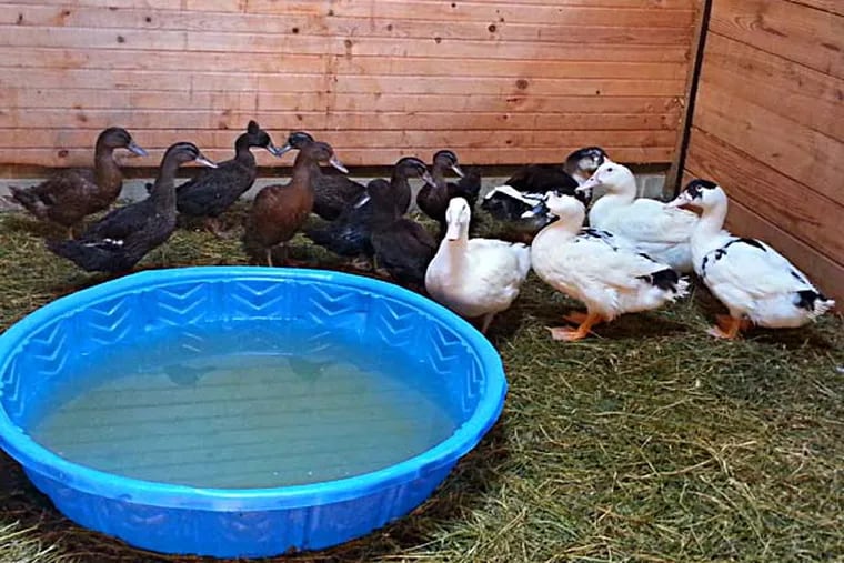 Around two dozen ducks found in a hot van are being cared for at the PSPCA’s East Erie Avenue facility. These are some of them. Photo Courtesy PSPCA.