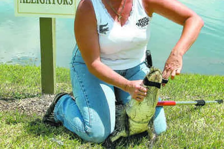 Julie Harter tapes the mouth of a four-foot alligator that she caught in a pondnear an apartment complex in Oldsmar, Fla. She learned how to trap the gators from her late husband, Billy.