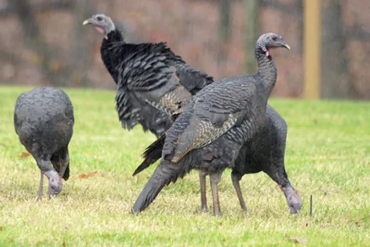 A group of wild turkeys strolls across a yard in Deptford. New Jersey has about 30,000 of the birds. (Tom Gralish / Staff Photographer)