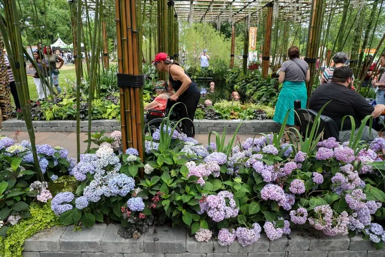 Hydrangea at the 2021 Philadelphia Flower Show. This year's event in June will mark the end of the astronomical spring, which begins Sunday.