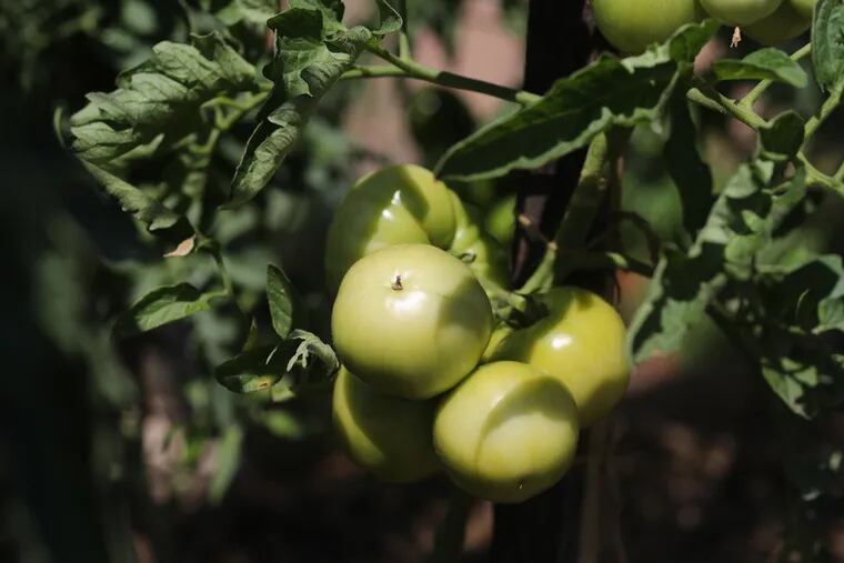 There are many shades of frost — one that will damage the tops of your tomatoes.