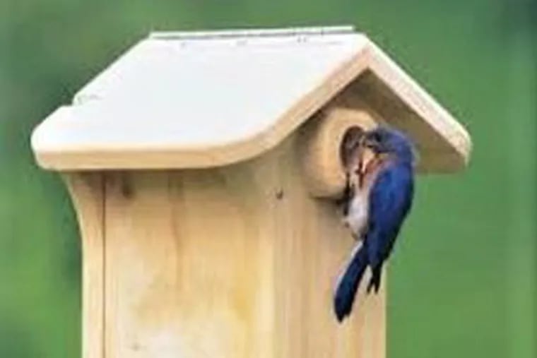Bluebirds are building nests in Camden County where volunteers are installing boxes to attract them.