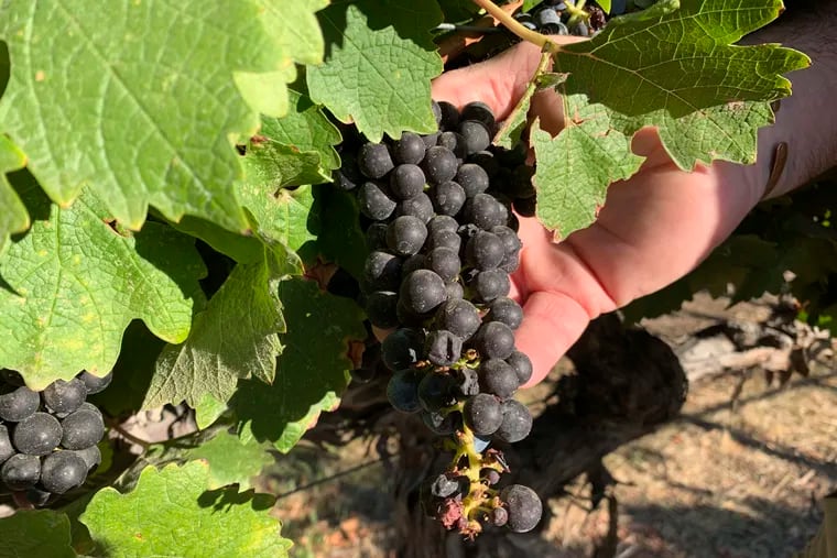 File, Oct. 4, 2019: Cabernet Sauvignon wine grapes.