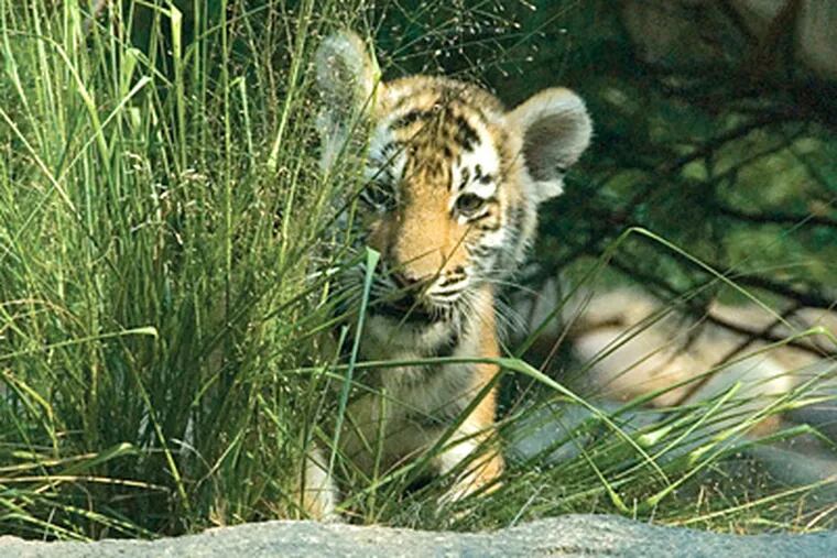 Koosaka is one of the Philadelphia Zoo's three Amur Tiger cubs.