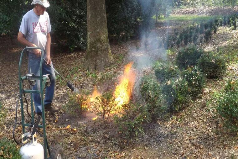Chuck Feld was forced to incinerate his infected boxwoods in 2013 after the blight hit his four-acre West Chester nursery. In all, he had to destroy more than 4,000 of the plants.