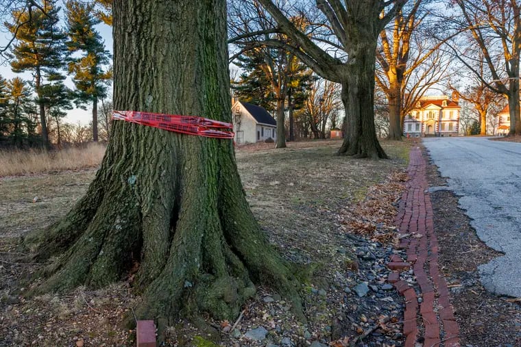 Crime scene tape on a tree along Mount Pleasant Drive near Fairmount Park's Mount Pleasant Mansion marks the spot where a man and woman were found dead late Thursday.