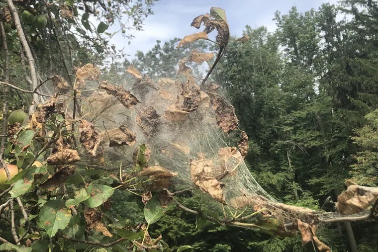 Webworms invade a tree at French Creek State Park in Chester and Berks counties in Pennsylvania in August, 2020.