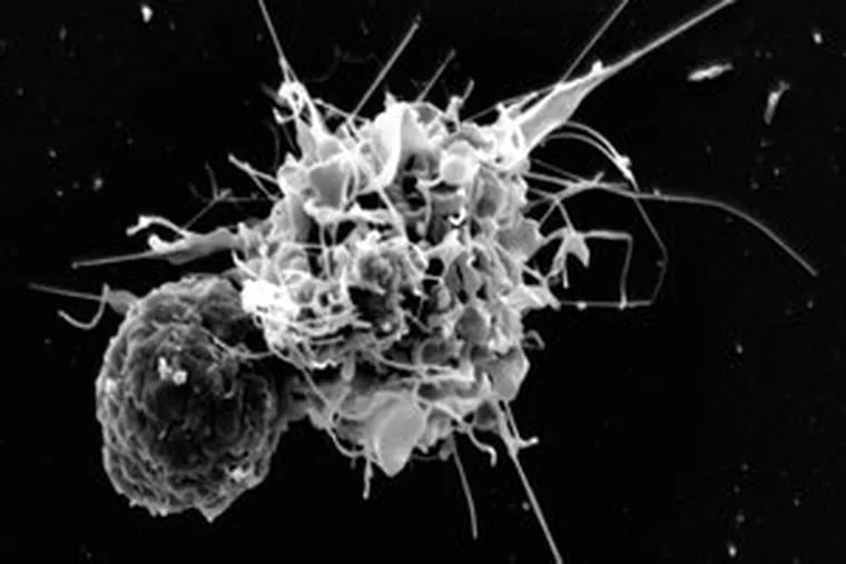 A T-cell (left) interacts with a dendritic cell it senses has been infected - the beginning of the immune response.