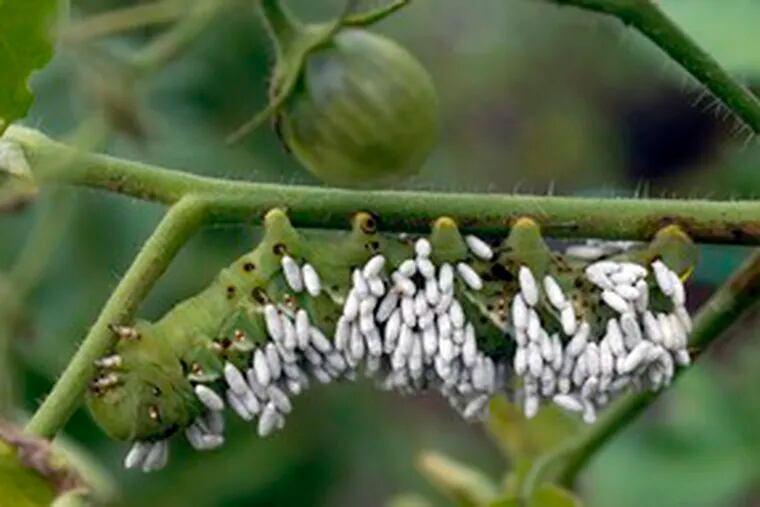 A tomato hornworm laden with the eggs of a beneficial wasp hangs on one of Hanly&#0039;s tomato plants. The caterpillar will eat some tomato leaves but eventually will be consumed by the wasp eggs. Hanly lets the creature live, fascinated with the process.