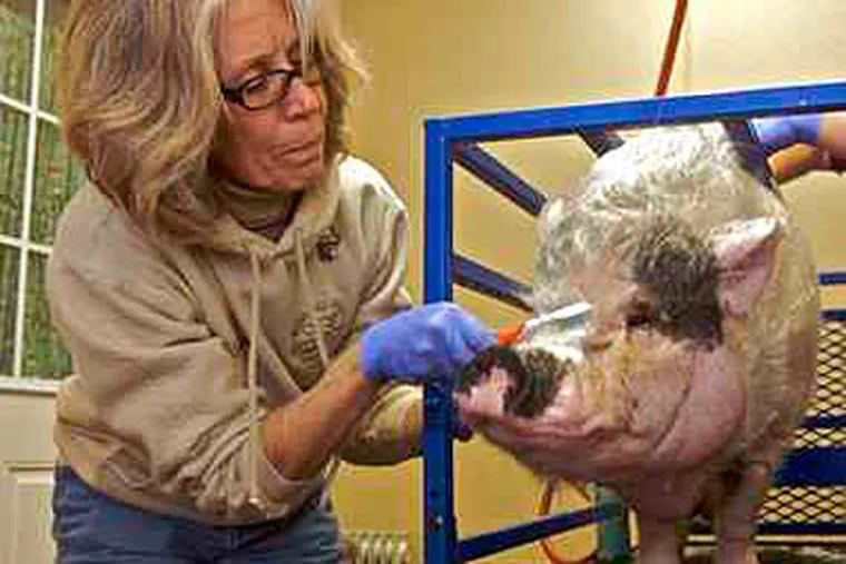 Susan Armstrong-Magidson uses a toothbrush to clean a potbellied pig's nose at Ross Mill Farm in Warwick Township, Bucks County. She and her husband board and place potbellied pigs, in addition to owning 30. (John Costello / Staff)