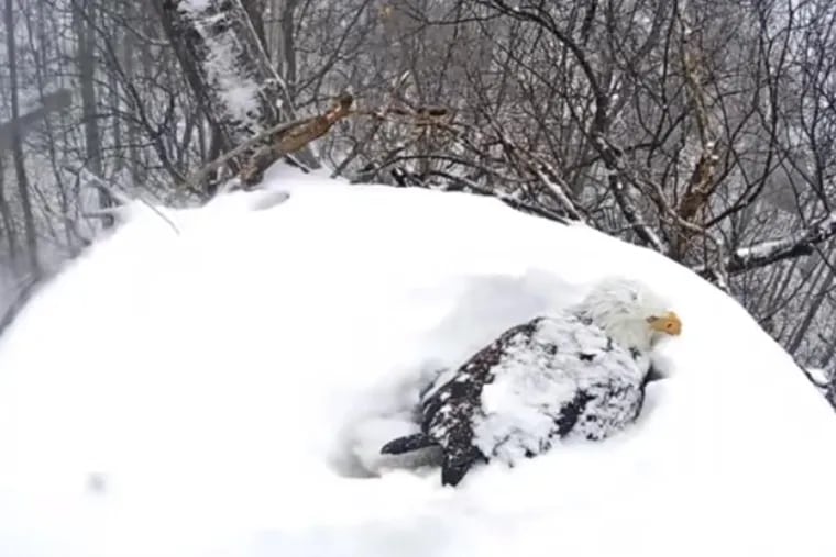 During the March 20 nor’easter, Freedom, the male eagle, was still keeping the two eggs warm.