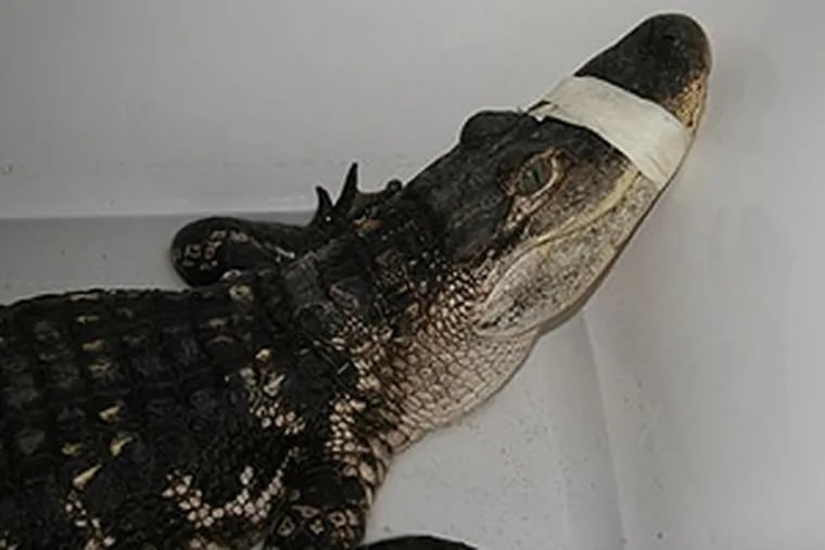 The gator to be named later in the bathtub of Warminster's director of public works.