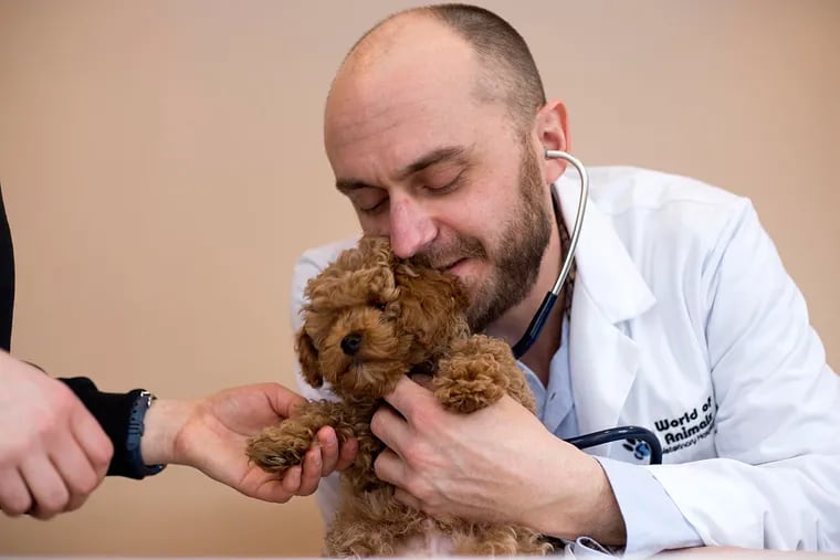 Dr. Dominic Dallago, who has allergies to animals, cuddles 13-month old Oliver, a Maltese Poodle, at World of Animals Veterinarian Hospital in Philadelphia.